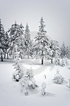 Winter forest in taiga.National park Taganay.Ural.