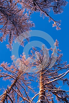 Winter forest, tall snowy larch trees covered with snow
