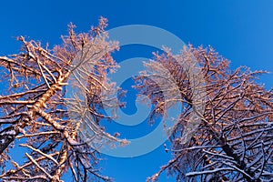 Winter forest, tall snowy larch trees covered with snow