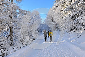 Winter Forest to hike photo