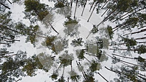 Winter forest. top view. snow covered pine trees of winter wood. Picturesque winter landscape. Aerial drone video.