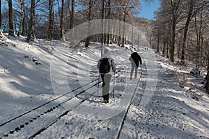 Winter forest