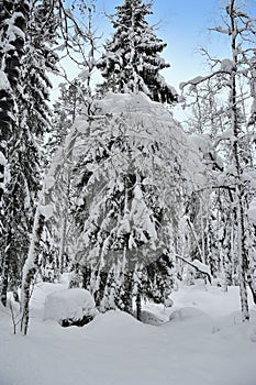 Winter forest tree