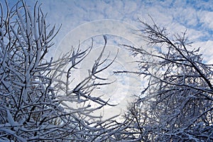 Winter in the forest. Tree branches are covered with hoarfrost