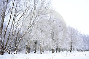 Winter forest, tree branches in frost. Cloudy sky. Frost on trees is one of the most beautiful winter phenomena