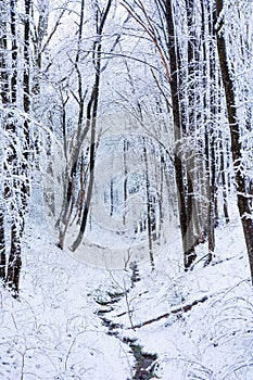 Winter forest with tree covered by snow