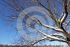 Winter in the forest. The tree is covered with snow. Beautiful winter landscape