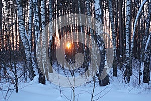 Winter in the forest. The tree is covered with snow. Beautiful winter landscape