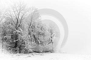 Winter Forest Tree silhouettes