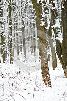 Winter Forest Trees