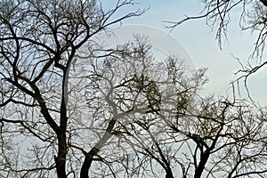 Winter forest trees branches in winter and the sky