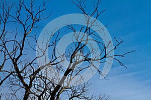 Winter forest trees branches in winter and the sky