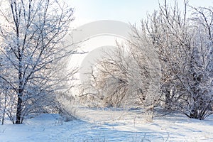 Winter forest, the trees covered with frost