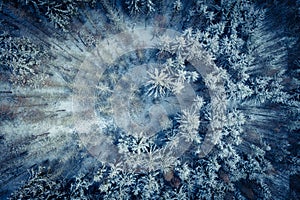 Winter forest trees covered with frost and snow