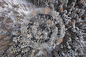 Winter forest trees covered with frost and snow