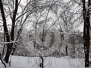 Winter forest, trees are covered with snow