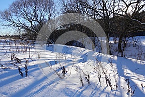 Winter forest with trees covered snow