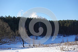 Winter forest with trees covered snow