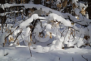 Winter forest with trees covered snow