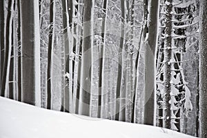 Winter forest with trees covered snow