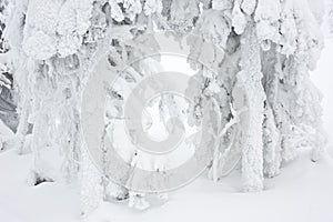 Winter forest trees covered with snow