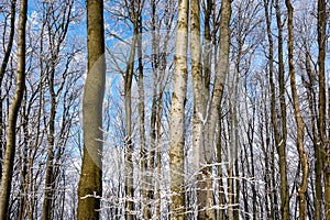 Winter forest with trees covered in snow and frost