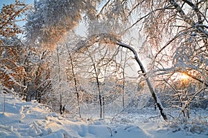 Winter forest trees in ice at sunset. Winter background