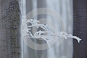 Winter in forest, trees with rime. Cold winter with ice on tree blanch in Europe, Germany. Winter wood, white forest landscape. Sm