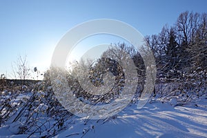 Winter in the forest. Trees in the snow. Beautiful winter landscape