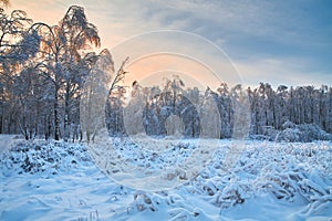 Winter forest trees in snow at sunset. Winter background