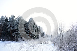 In the winter forest. Trees stand in silvery frost. Everything is covered with fluffy snow. Especially beautiful are spruce