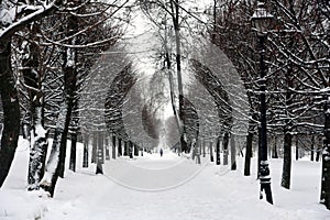 Winter forest, trees under the snow.