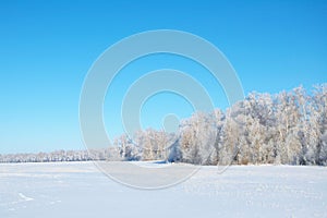 Winter forest tundra landscape with clean blue sky