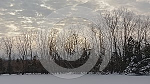 Winter forest under a cloudy evening sky