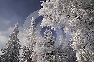 Winter forest in the Ural Mountains photo