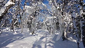 Winter forest at Are Valadalen in Jamtland in Sweden