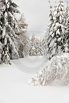 Winter forest view