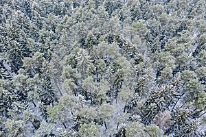 Winter forest view from above. high snow-covered pine and fir trees