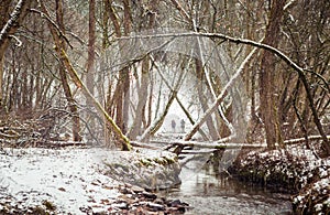 Winter forest and water