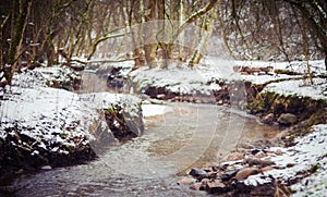 Winter forest and water