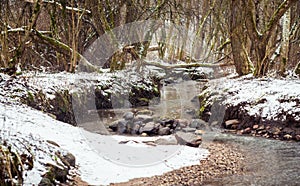 Winter forest and water