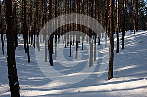 Winter in the forest with white snow, sun,  car tracks, trees