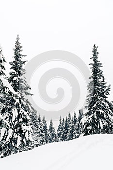 Winter forest, white trees inspiring landscape