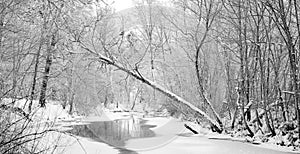 Winter forest wild river landscape