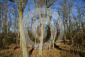 Winter forest with wind-blown trees, branches and fall foliage. Berlin, Germany