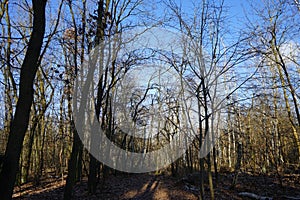 Winter forest with wind-blown trees, branches and fall foliage. Berlin, Germany