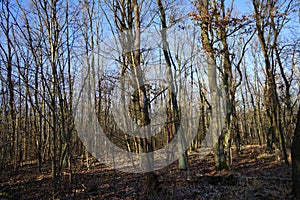 Winter forest with wind-blown trees, branches and fall foliage. Berlin, Germany