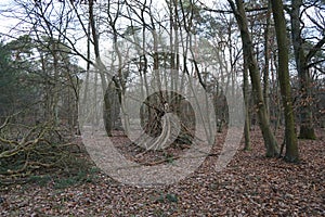 Winter forest with wind-blown trees, branches and fall foliage. Berlin, Germany