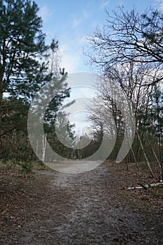 Winter forest with wind-blown trees, branches and fall foliage. Berlin, Germany