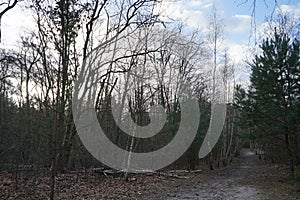 Winter forest with wind-blown trees, branches and fall foliage. Berlin, Germany